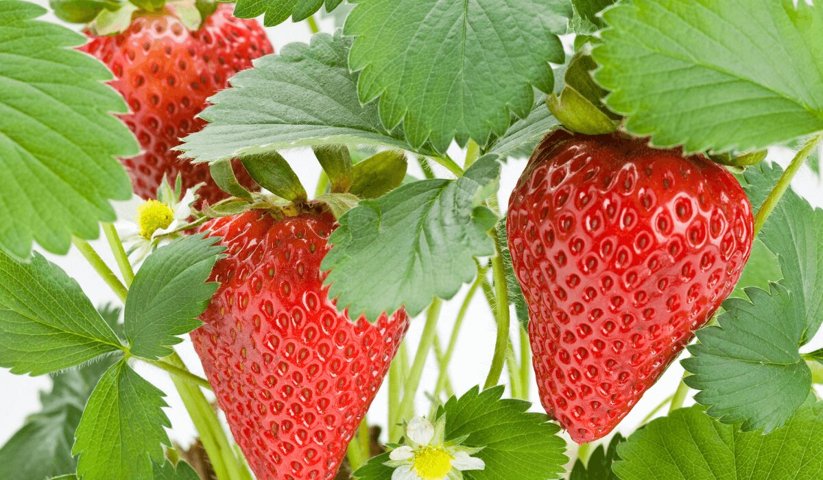 Erdbeeren anpflanzen
