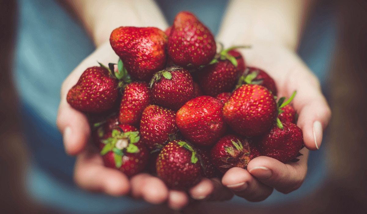 Erdbeeren anpflanzen