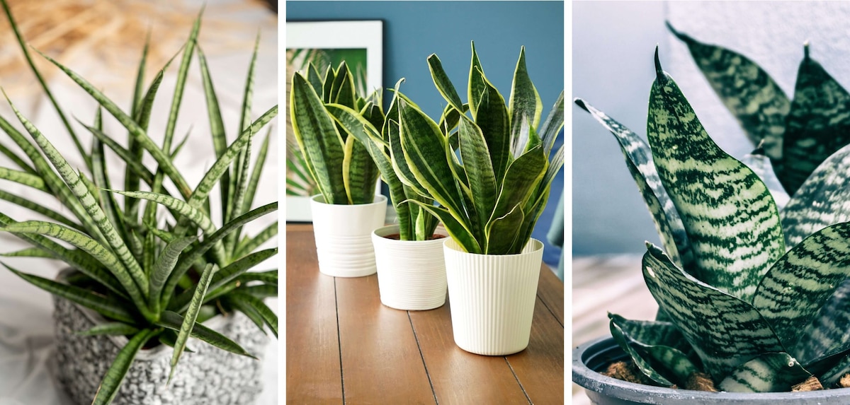 Bogenhanf Sansevieria