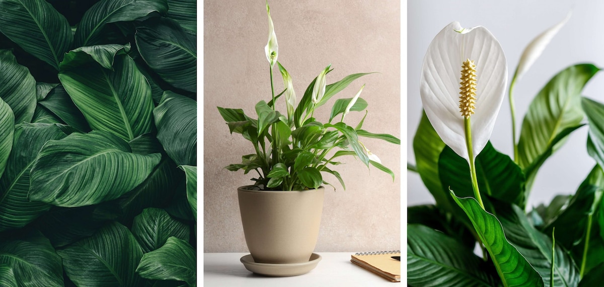 Spathiphyllum Blätter und Blüte