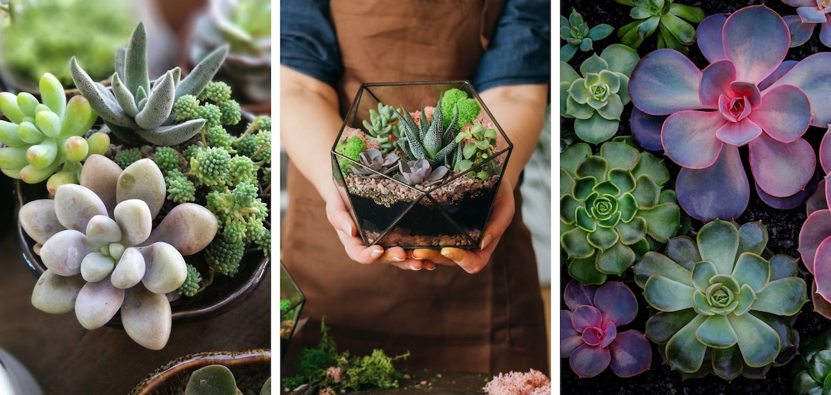 Sukkulenten Echeveria, Fetthenne, Gasteria