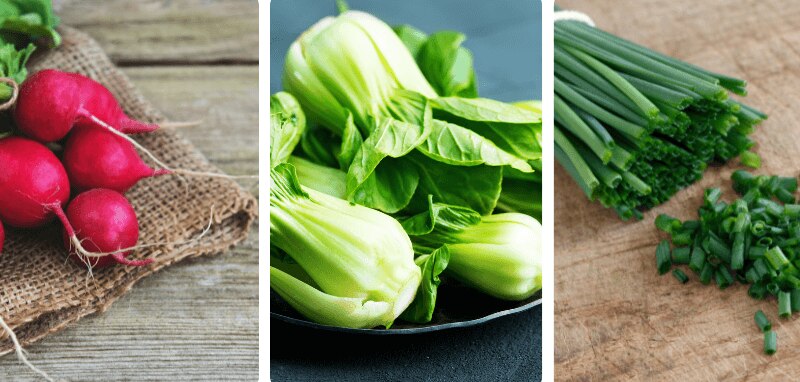 Radieschen, Pak Choi, Schnittlauch(1)