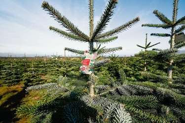 Bei Penny gibt es dieses Jahr nur Weihnachtsbäume aus heimischem Anbau