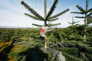 Bei Penny gibt es dieses Jahr nur Weihnachtsbäume aus heimischem Anbau