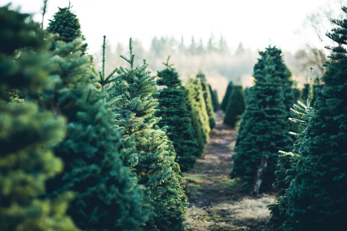 Weihnachtsbaum kaufen