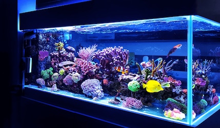 Aquakallax DHDL