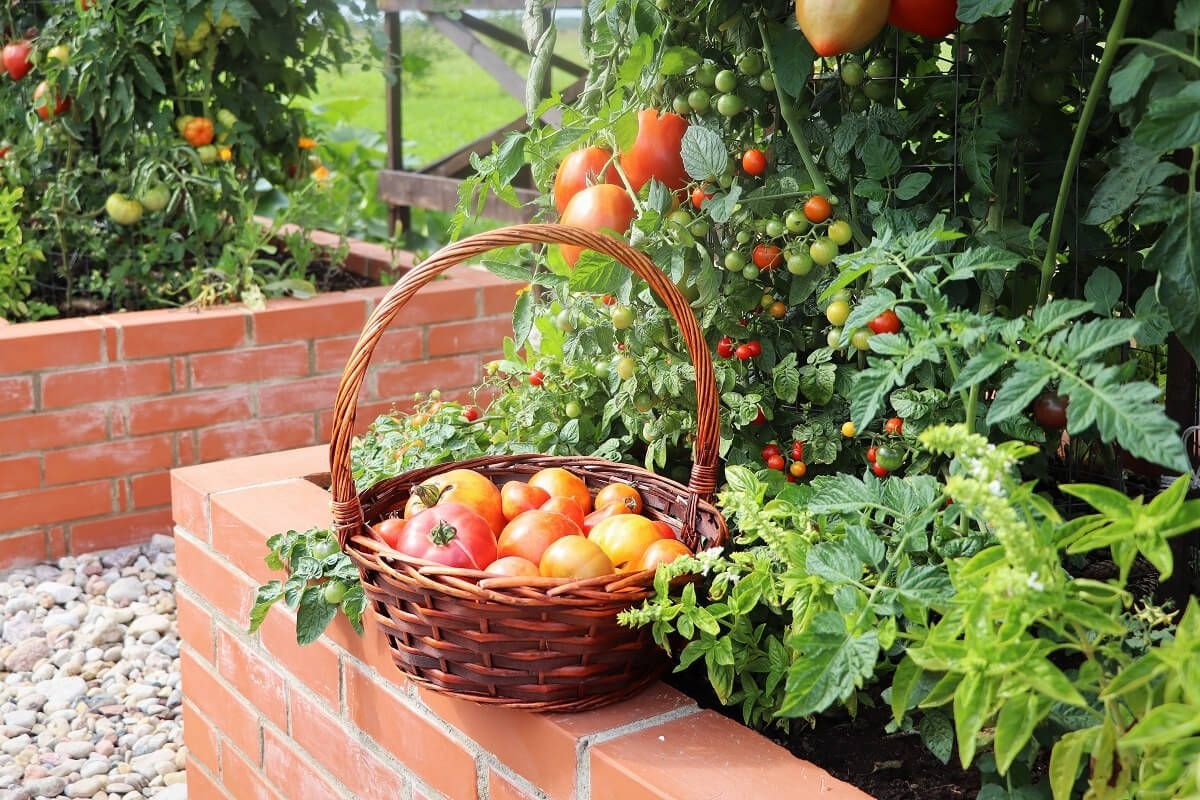 Tomatenpflanzen im Hochbeet