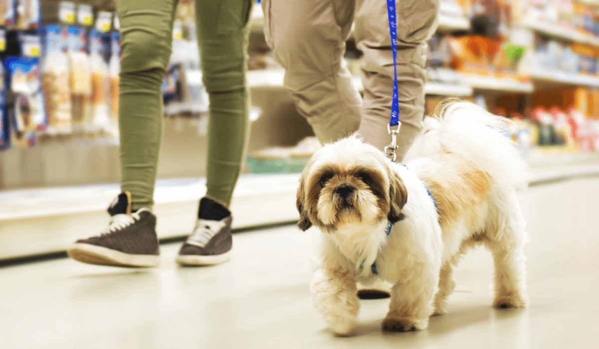 In welche Geschäfte dürfen Hunde? Einkaufen mit Hund