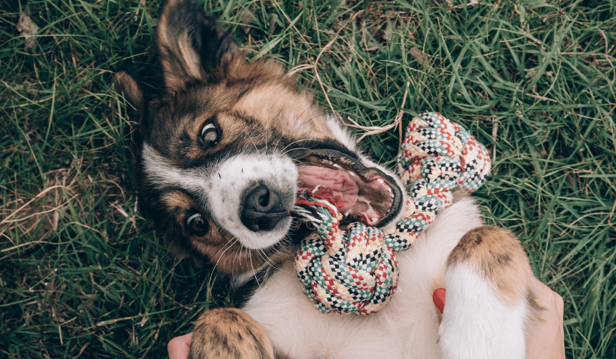 Hunde Decathlon erlaubt