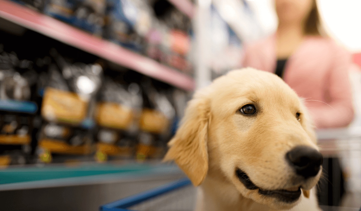 Hunde beim Einkaufen