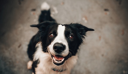 Sind Hunde bei Rossmann erlaubt?