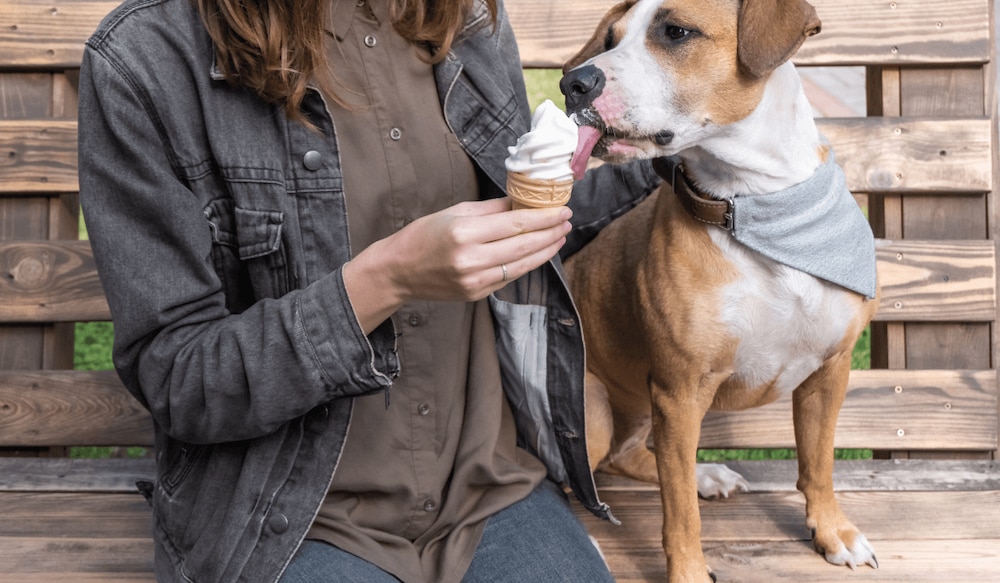 Hunde Eiscreme