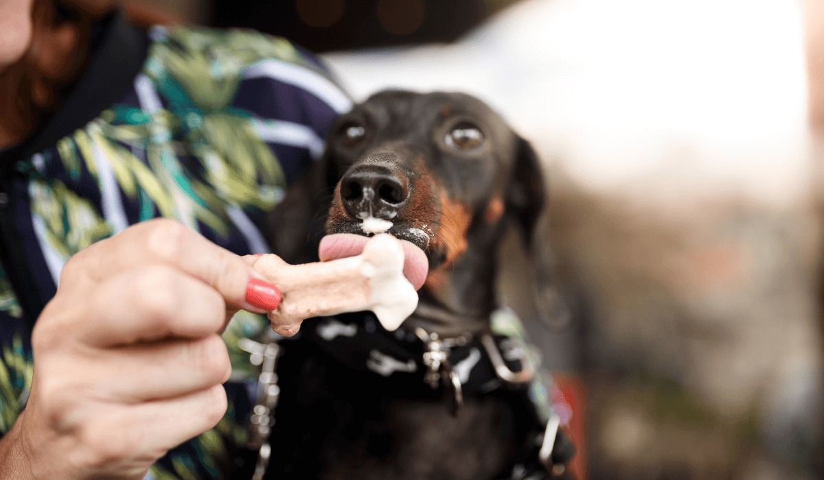 Hund isst Eiscreme