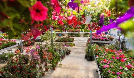 Gartencenter mit bunten Blumen