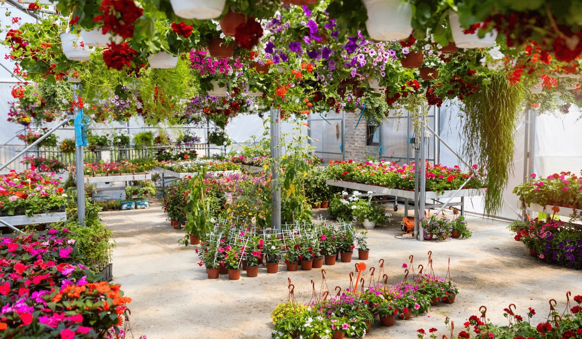 Bunte Blumen im Gartencenter