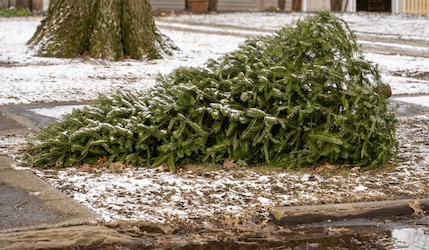 Weihnachtsbaum entsorgen: Das ist erlaubt