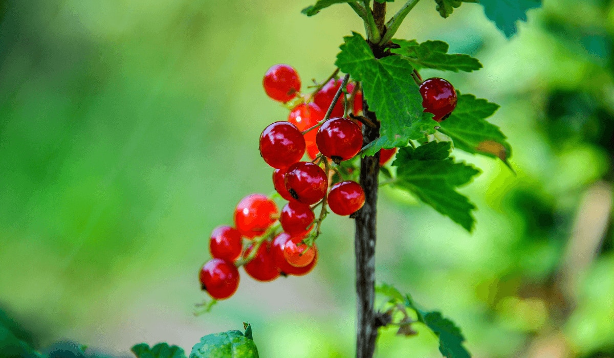 Johannisbeeren