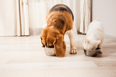 Katzenfutter und Hundefutter von Anifift kaufen
