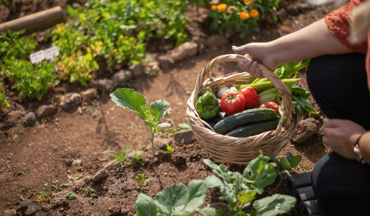 Selbstversorgergarten mit Tomaten, Gurke, Paprika