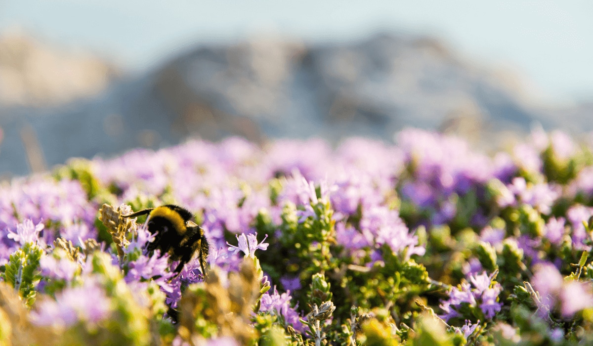 Bienenfreundliche-Pflanzen