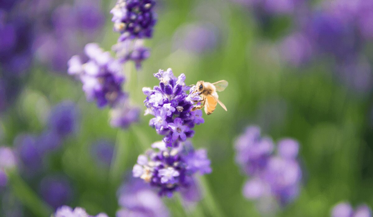 Bienenfreundliche lila Pflanze, die Biene anlockt