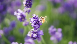 Bienenfreundliche Pflanzen: Blumen, die Bienen mögen