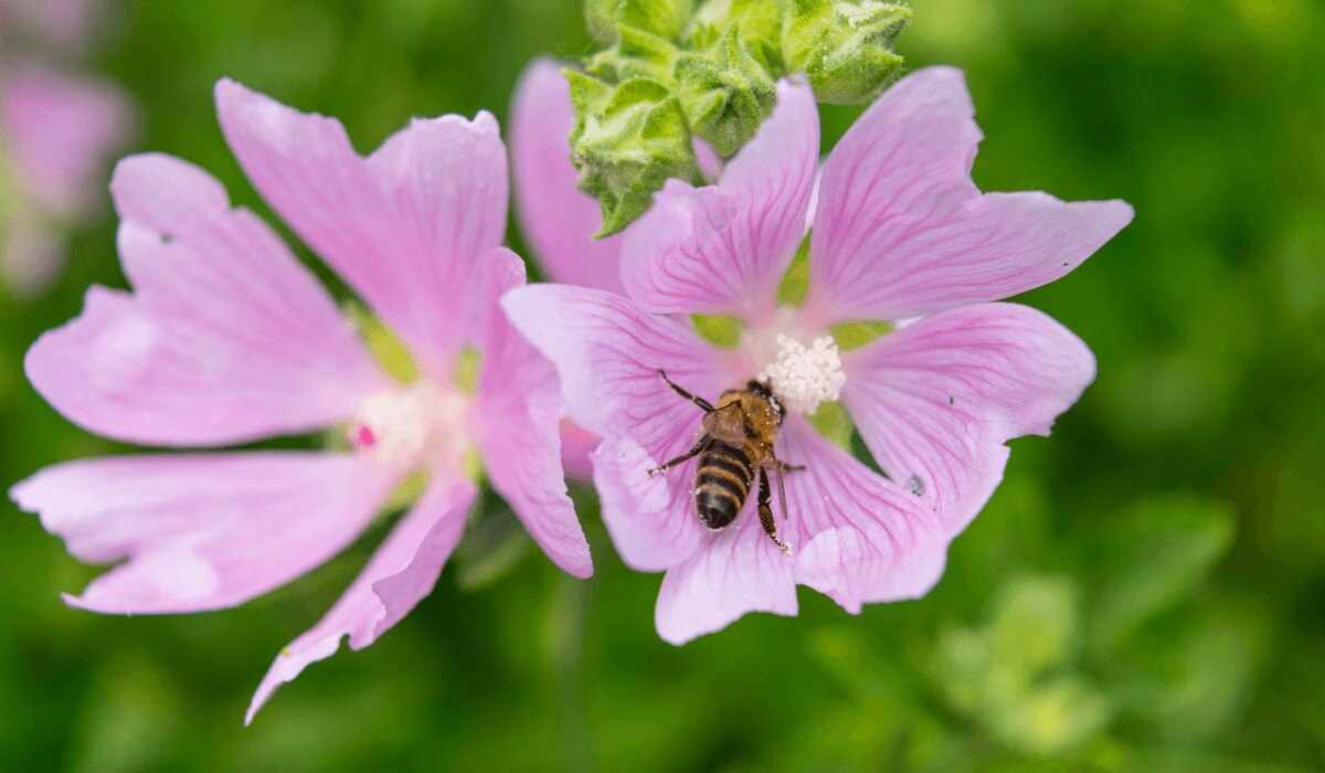 Bienenfreundliche Staude Malve in rosa mit Biene