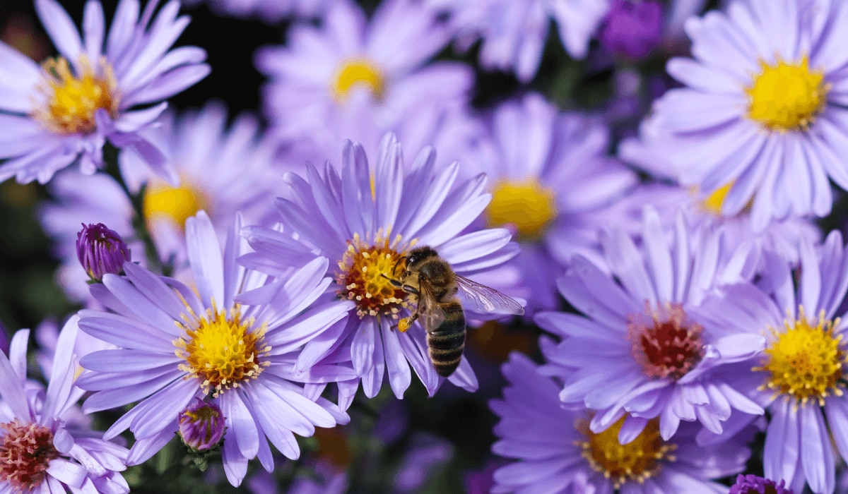 Exotische Blume Aster für Bienen