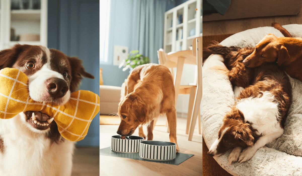 IKEA Kollektion UTSÅDD für Haustiere, verschiedene Produktansichten 2024