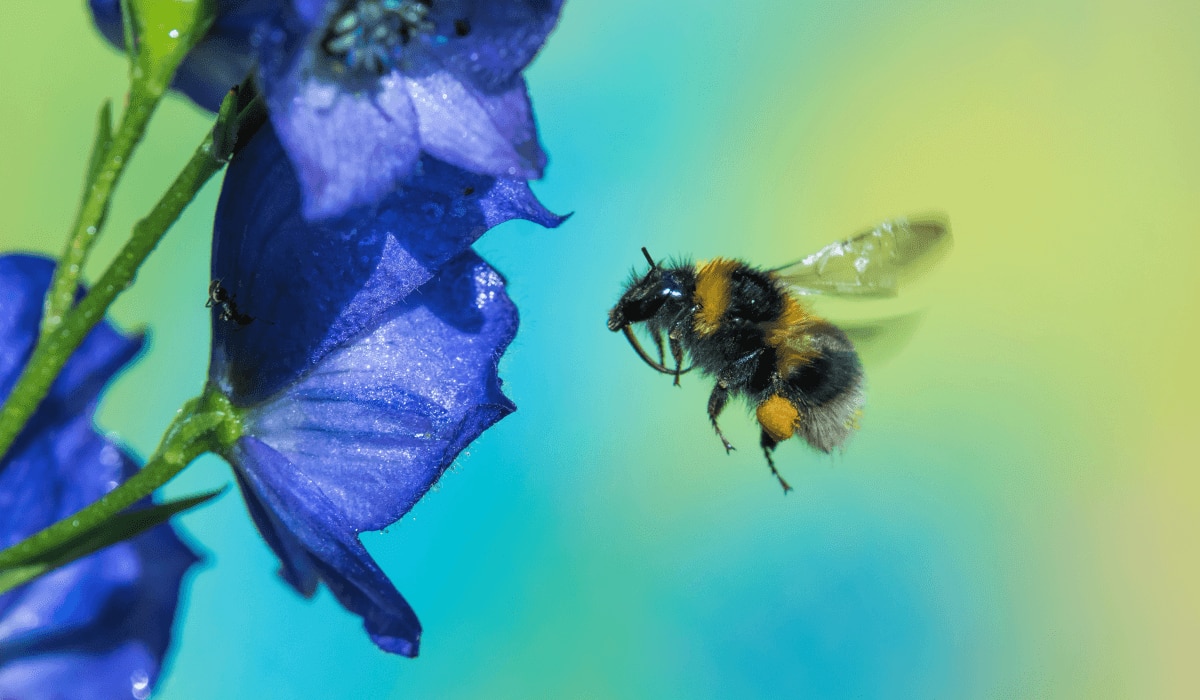 Blaue Blume sorgt für Bienenoase