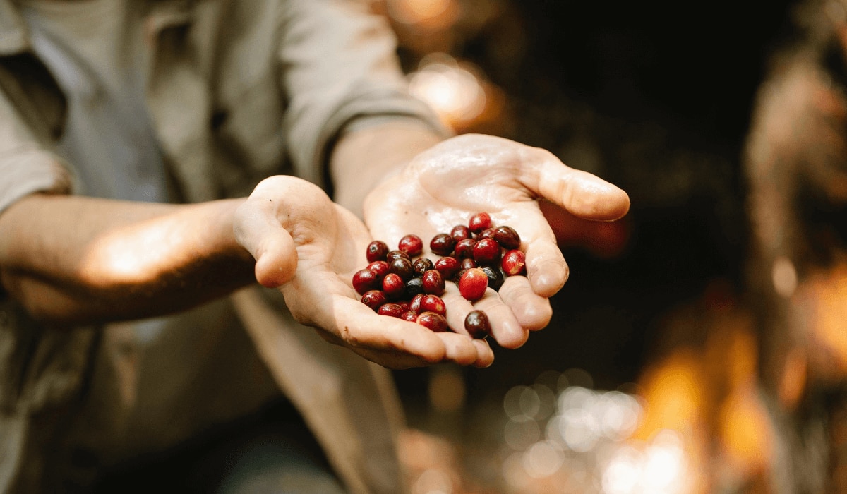 Cascara Früchte in den Händen