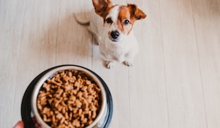 Hundefutter bei Stiftung Warentest 2025 - diese Eigenmarken überzeugen!