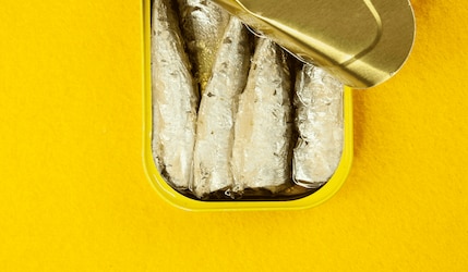 schwedischer Surströmming Fisch in einer Konserve vor gelbem Hintergrund