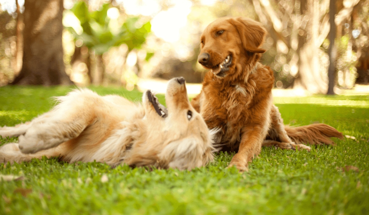 zwei Hunde spielen fröhlich in der Natur